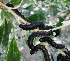 Nymphalis xanthomelas