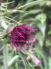 Cirsium suzukii