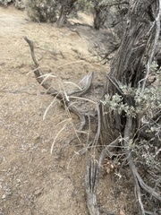 Boechera quadrangulensis