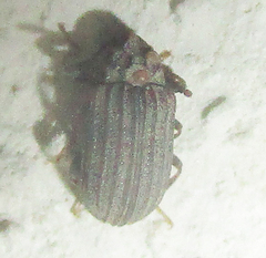 Paragonocnemis