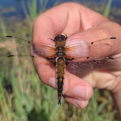 Libellula quadrimaculata