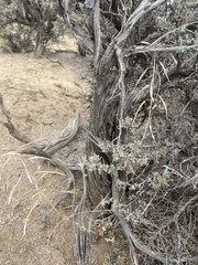 Boechera quadrangulensis