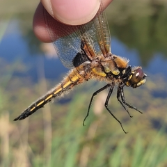 Libellula quadrimaculata