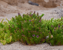 Gypothamnium pinifolium