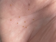 Boechera quadrangulensis