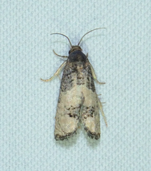 Epiblema desertana