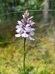 Dactylorhiza maculata