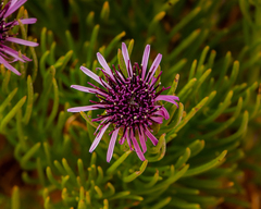 Gypothamnium pinifolium