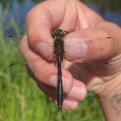 Cordulia aenea aenea