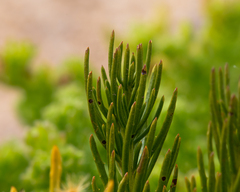 Gypothamnium pinifolium