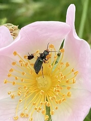 Cordylepherus viridis