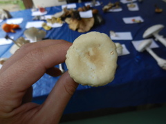 Lactarius subvernalis