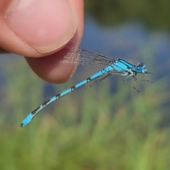 Enallagma cyathigerum