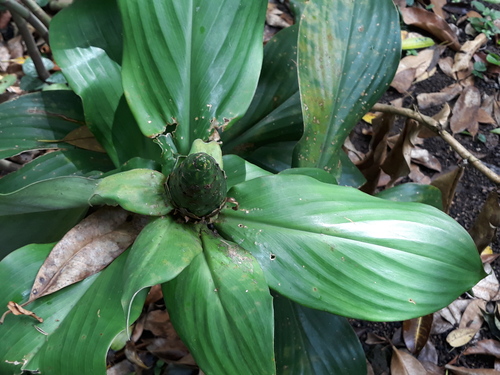 Costus dirzoi