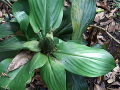 Costus dirzoi