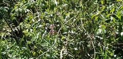 Lythrum salicaria