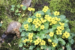 Caltha scaposa