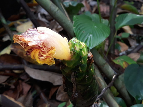 Costus dirzoi, photograph 2