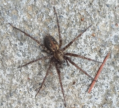 Tegenaria ferruginea