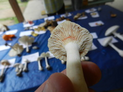 Lactarius subvernalis