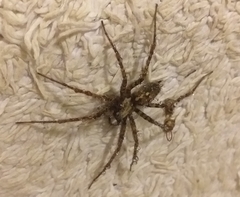 Tegenaria ferruginea