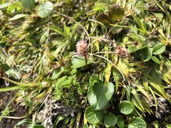 Tofieldia coccinea