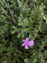 Impatiens pseudoviola image