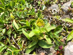 Arnica unalaschcensis