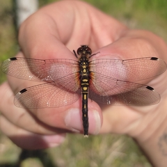 Leucorrhinia albifrons