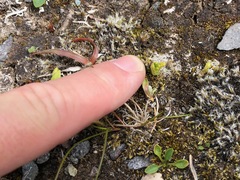 Botrychium neolunaria