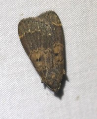 Hydrillodes dimissalis