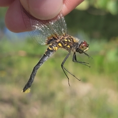 Leucorrhinia albifrons