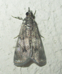Noorda