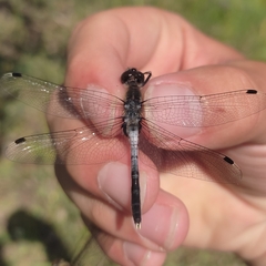 Leucorrhinia albifrons
