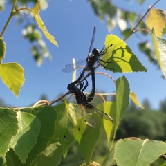 Leucorrhinia albifrons