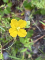 Ludwigia maritima