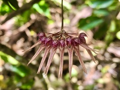 Bulbophyllum melanoglossum