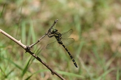 Cordulegaster boltonii