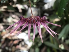 Bulbophyllum melanoglossum