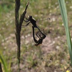 Leucorrhinia albifrons