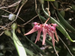 Bulbophyllum melanoglossum