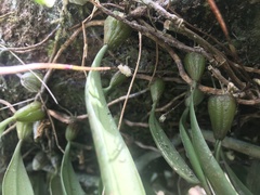 Bulbophyllum melanoglossum