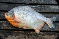 Piaractus brachypomus
