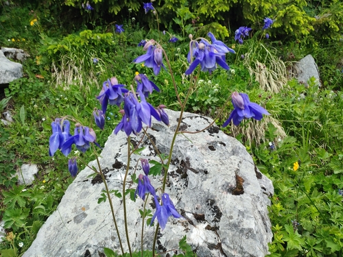 Aquilegia vulgaris