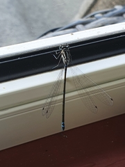 Coenagrion hastulatum