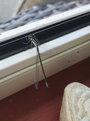 Coenagrion hastulatum