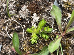 Gentiana prostrata