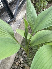Curcuma longa