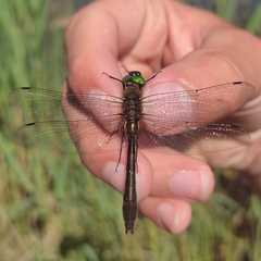 Cordulia aenea aenea