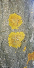 Xanthoria parietina